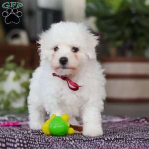 Rambo, Bichon Frise Puppy